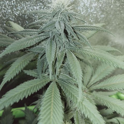 Blue Dream 1 growlog timeline photo