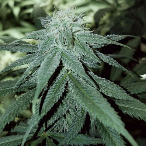 Blue Dream 1 growlog timeline photo