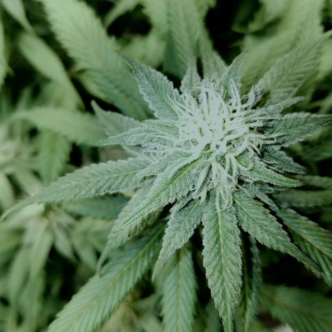 Blue Dream 1 growlog timeline photo