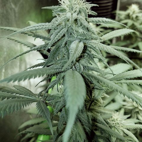 Blue Dream 1 growlog timeline photo