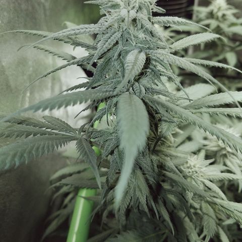 Blue Dream 1 growlog timeline photo