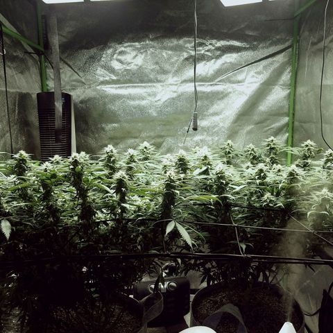Blue Dream 1 growlog timeline photo