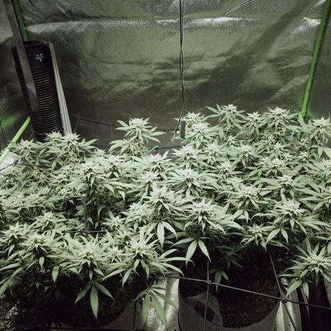 Blue Dream 1 growlog timeline photo
