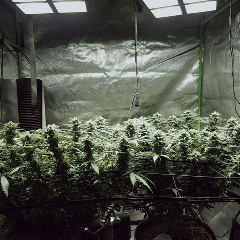Blue Dream 1 growlog timeline photo
