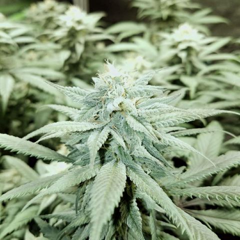 Blue Dream 1 growlog timeline photo