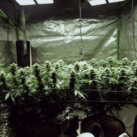 Blue Dream 1 growlog timeline photo