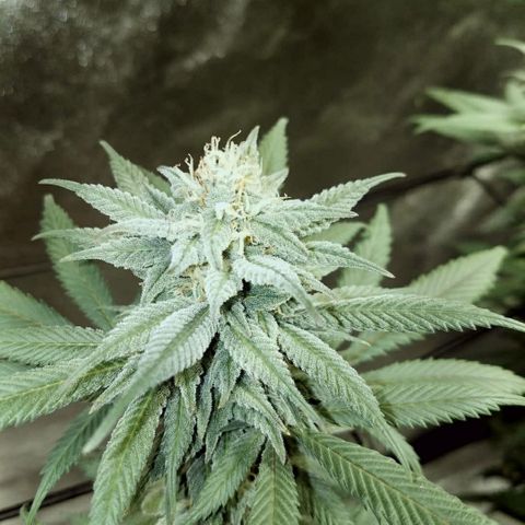 Blue Dream 1 growlog timeline photo