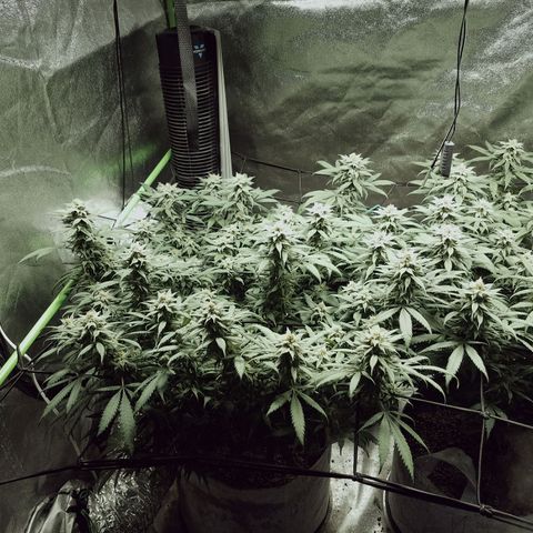 Blue Dream 1 growlog timeline photo