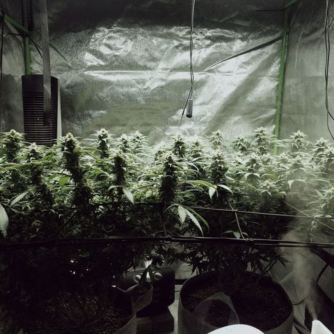 Blue Dream 1 growlog timeline photo