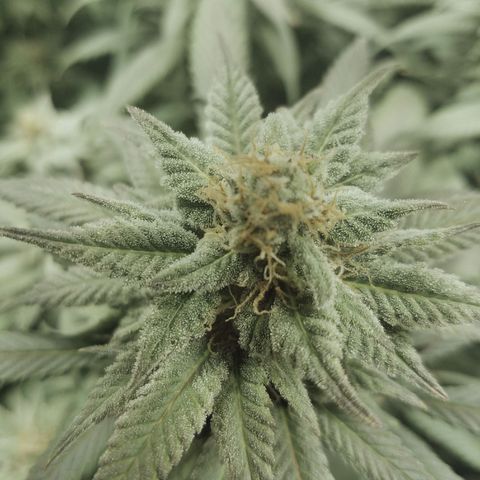 Blue Dream 1 growlog timeline photo