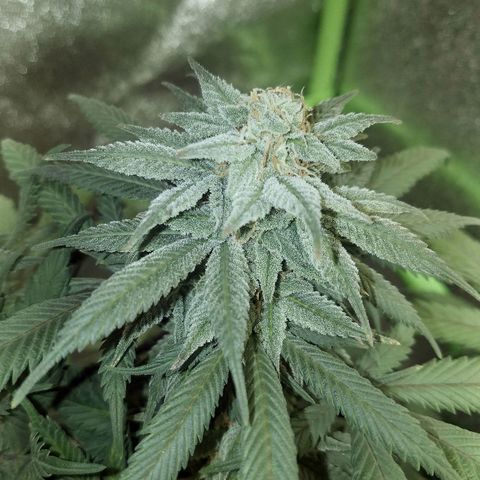 Blue Dream 1 growlog timeline photo