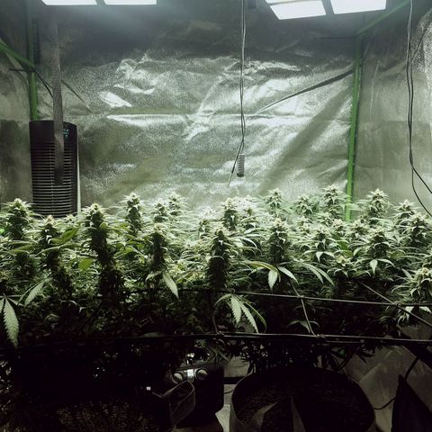 Blue Dream 1 growlog timeline photo