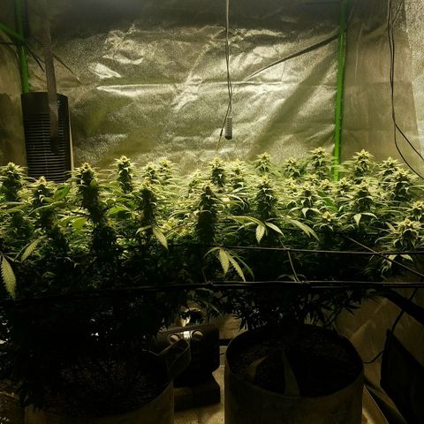 Blue Dream 1 growlog timeline photo