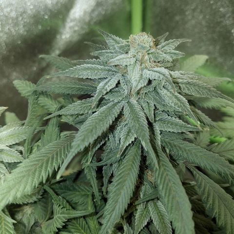 Blue Dream 1 growlog timeline photo