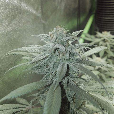 Blue Dream 1 growlog timeline photo