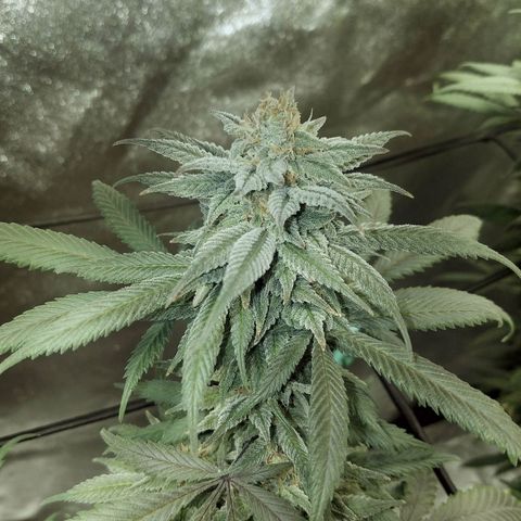 Blue Dream 1 growlog timeline photo