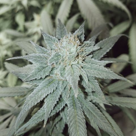 Blue Dream 1 growlog timeline photo