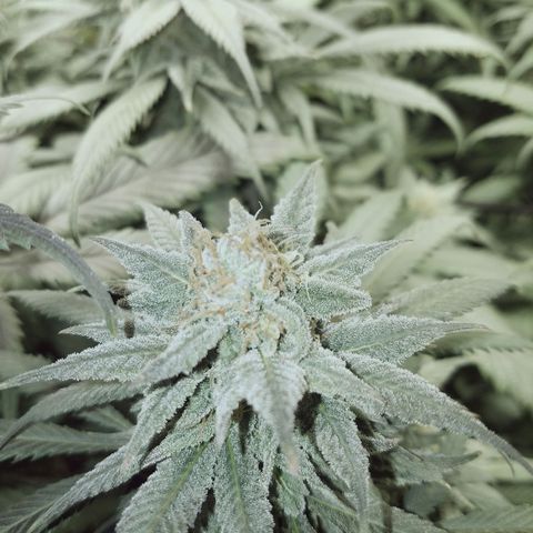 Blue Dream 1 growlog timeline photo