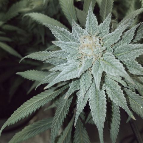 Blue Dream 1 growlog timeline photo