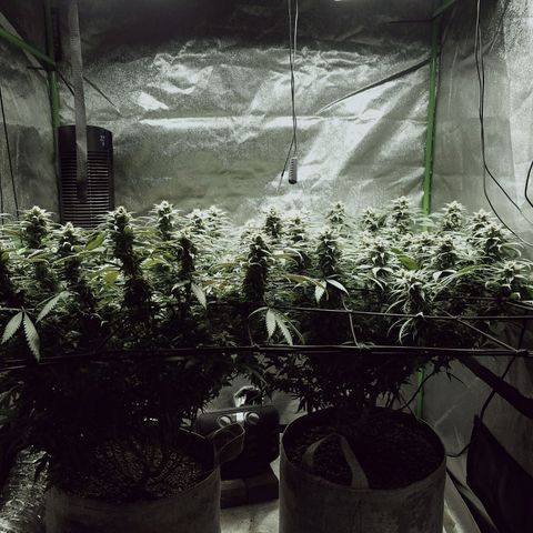 Blue Dream 1 growlog timeline photo