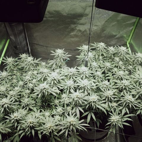 Blue Dream 1 growlog timeline photo