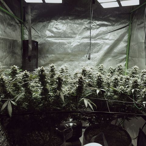 Blue Dream 1 growlog timeline photo