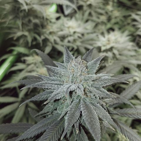 Blue Dream 1 growlog timeline photo
