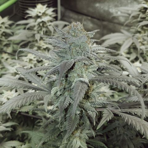 Blue Dream 1 growlog timeline photo