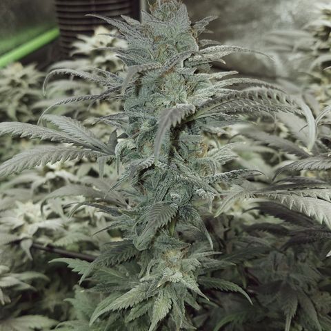 Blue Dream 1 growlog timeline photo