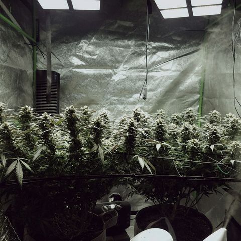 Blue Dream 1 growlog timeline photo
