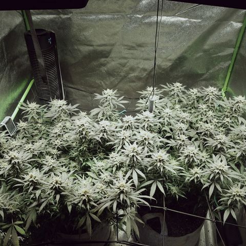 Blue Dream 1 growlog timeline photo