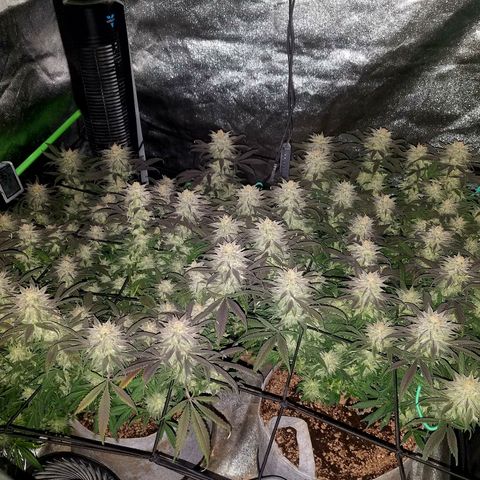 Blue Dream 1 growlog timeline photo