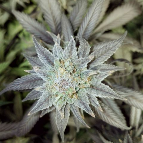Blue Dream 1 growlog timeline photo