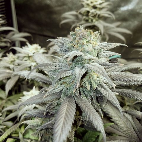 Blue Dream 1 growlog timeline photo