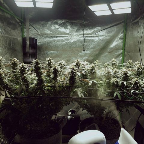 Blue Dream 1 growlog timeline photo