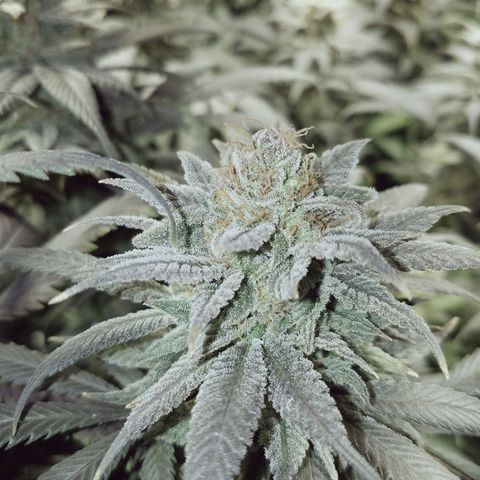 Blue Dream 1 growlog timeline photo