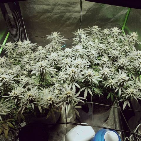 Blue Dream 1 growlog timeline photo