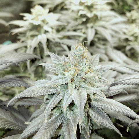 Blue Dream 1 growlog timeline photo