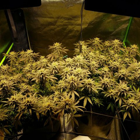 Blue Dream 1 growlog timeline photo