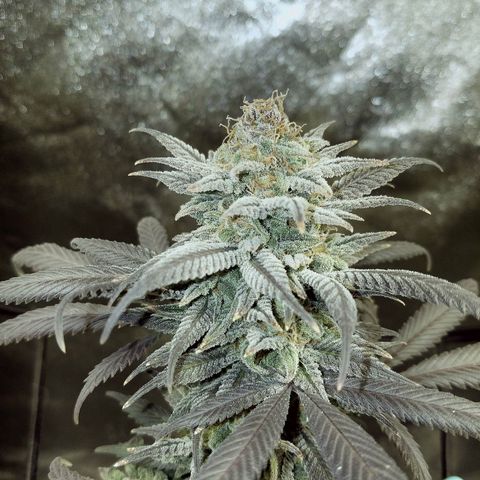 Blue Dream 1 growlog timeline photo