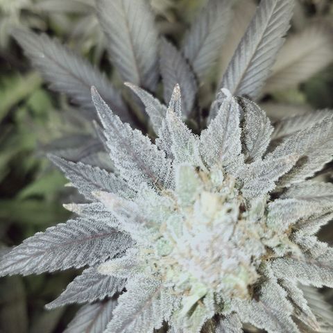 Blue Dream 1 growlog timeline photo