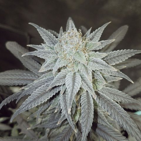 Blue Dream 1 growlog timeline photo