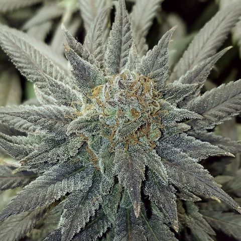 Blue Dream 1 growlog timeline photo