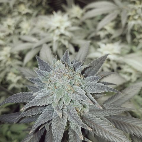 Blue Dream 1 growlog timeline photo