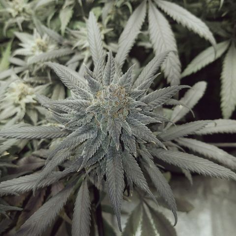 Blue Dream 1 growlog timeline photo