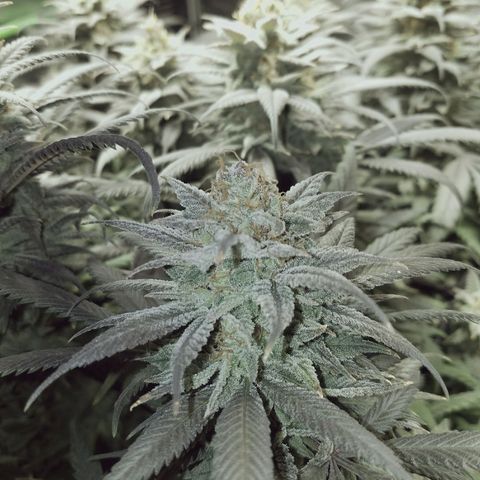 Blue Dream 1 growlog timeline photo