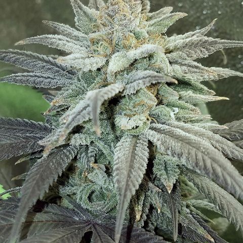 Blue Dream 1 growlog timeline photo