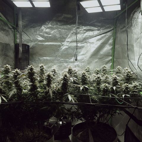 Blue Dream 1 growlog timeline photo