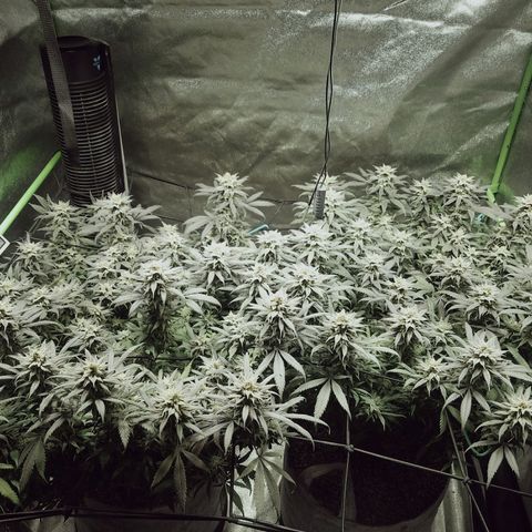 Blue Dream 1 growlog timeline photo