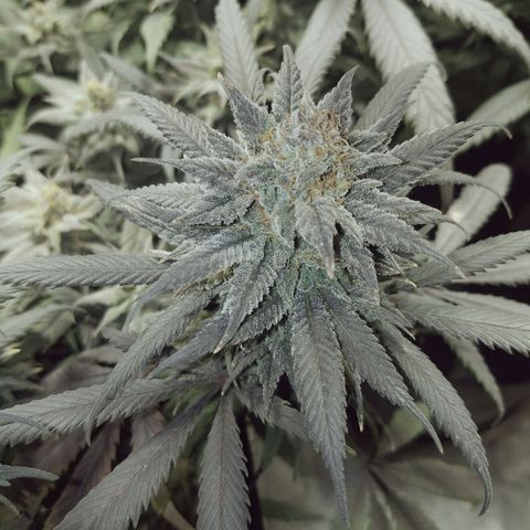 Blue Dream 1 growlog timeline photo